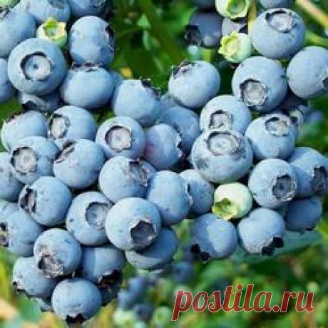 Голубика высокорослая в ассортименте - купить саженцы из питомника, цена в Нижнем Новгороде