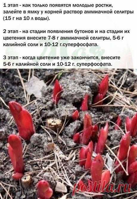3 ВАЖНЫХ ЭТАПА ВЕСЕННЕГО УДОБРЕНИЯ ПИОНОВ