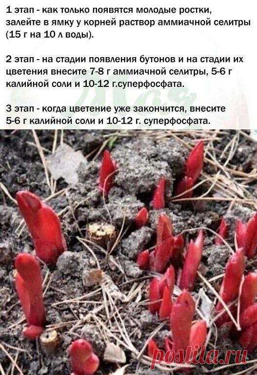 3 ВАЖНЫХ ЭТАПА ВЕСЕННЕГО УДОБРЕНИЯ ПИОНОВ