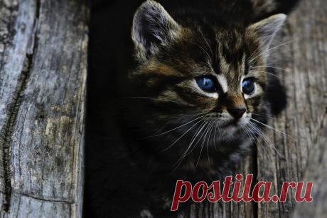 Papel de parede : Preto, Bigodes, gato selvagem, Visão, gatinho, fofo, fauna, vertebrado, fechar-se, Gato como mamífero, Pequenos a médios gatos, Carnívoro, Gato de cabelos curtos doméstico, focinho 4000x2666 - goodfon - 567261 - Papel de parede para pc - WallHere