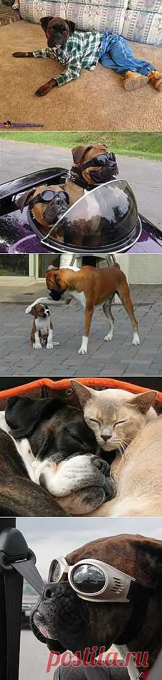 Boxers i love