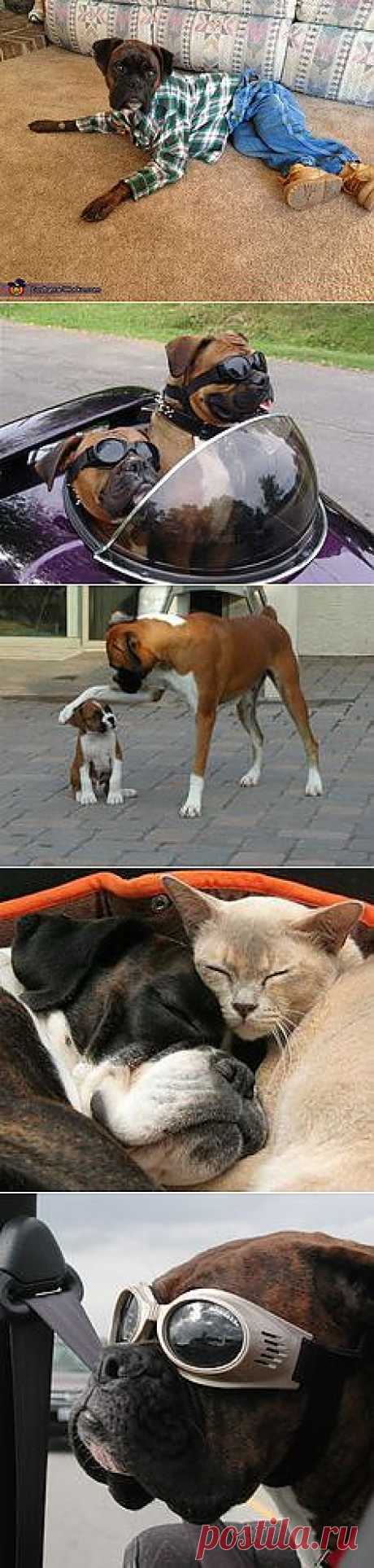 Boxers i love