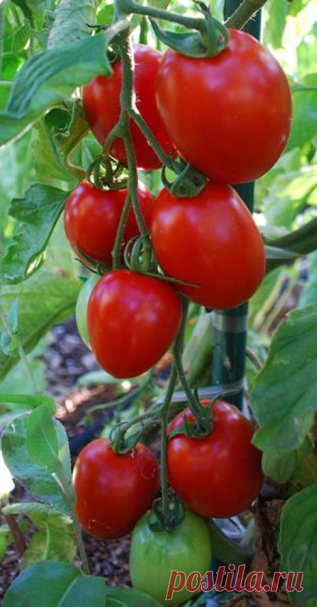 Tomato Varieties, Types of Tomatoes, Heirloom Tomatoes