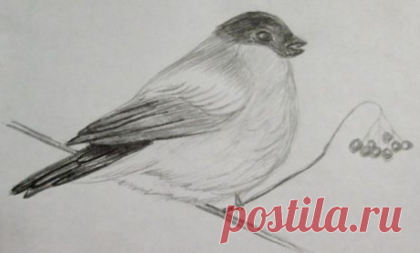 рисуем снегиря