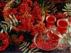 Лечебные свойства рябины красной рецепты | Будьте здоровы