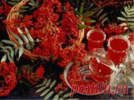 Лечебные свойства рябины красной рецепты | Будьте здоровы