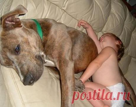 Собаки няни-фото