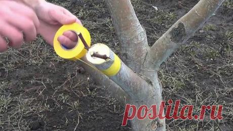 Прививка яблони весной: когда можно и как правильно прививать