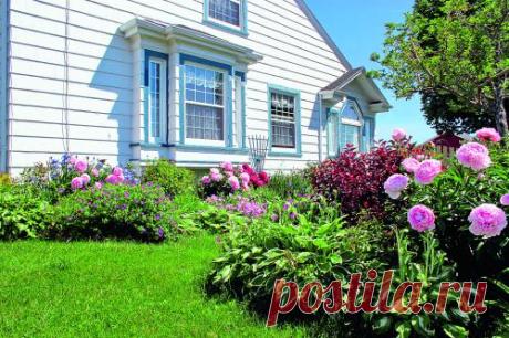 Выращиваем пионы: посадка, уход, лучшие сорта