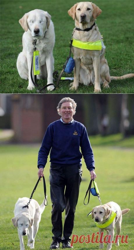 История пса-поводыря, который сам ослеп | ТАЙНЫ ПЛАНЕТЫ ЗЕМЛЯ