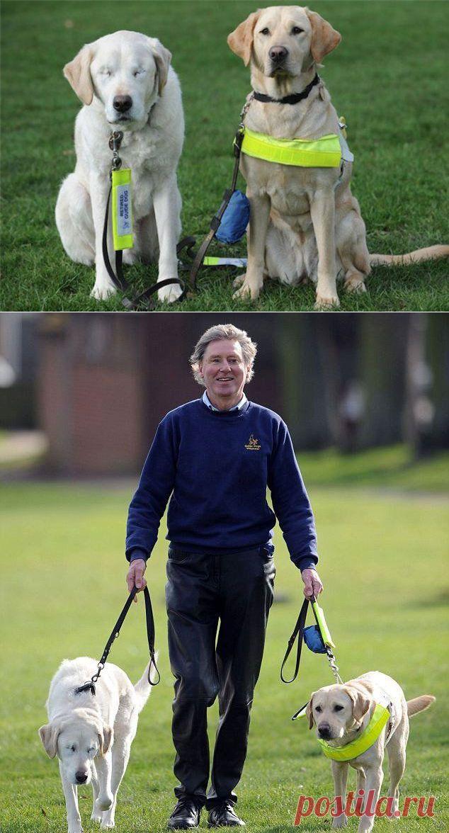 История пса-поводыря, который сам ослеп | ТАЙНЫ ПЛАНЕТЫ ЗЕМЛЯ