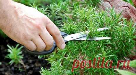 Знаете ли вы, что это растение из вашего сада может помочь бороться с выпадением волос? Первый рецепт – просто чудо! Вы можете даже не знать, что в вашем саду, растет самое чудесное растение, которое лучше других средств справится с выпадением волос, с проблемой, которая сегодня знакома каждому второму. «Морская роза», использовалась в качестве лекарственного средства в течение многих столетий назад древними греками и римлянами. В нашей культуре, эта трава больше известна как розмарин.