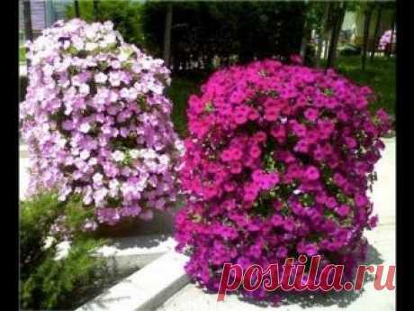 Petunia Tower