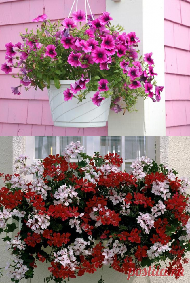 8 красивых ампельных растений для сада