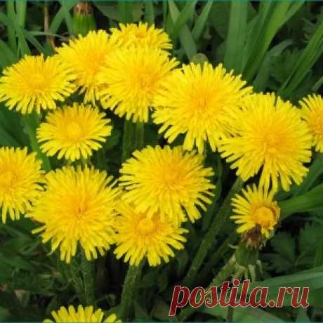 Избавиться от одуванчиков не проблема, пару дельных советов