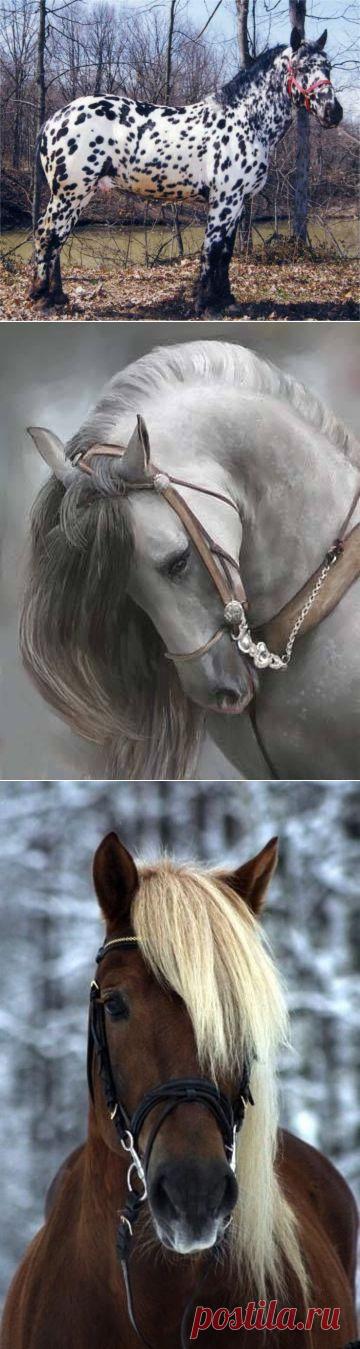 Horses & More Horses