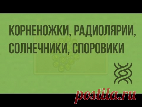 Корненожки, радиолярии, солнечники, споровики. Видеоурок по биологии 7 класс