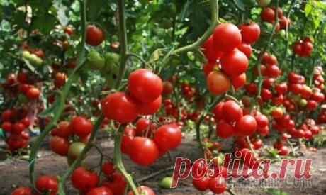 Дедовский рецепт для томатов

Этот полузабытый дедовский рецепт я выписала из старой газетной подшивки, но опробовать все не было времени. Решилась наконец в прошлом году.

Рецепт очень прост.
В трехлитровую банку заливаю 2,6-2,7 л воды без хлора (отстоянной), добавляю 100 г разведенных теплой водой дрожжей и 0,5 ст. сахара. 
Накрыв марлей, держу банку в тепле, время от времени взбалтывая содержимое. 
Раствор готов, когда закончится брожение.