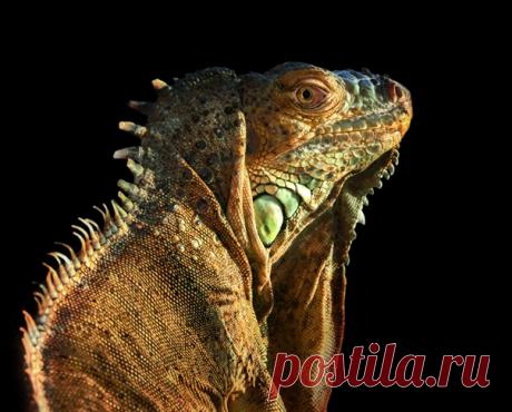 Пронзительный взгляд игуаны, снятой Олегом Богдановым. У него на странице ещё множество кадров с хвостатыми, пернатыми или клыкастыми животными – полистайте на досуге: nat-geo.ru/community/user/163720