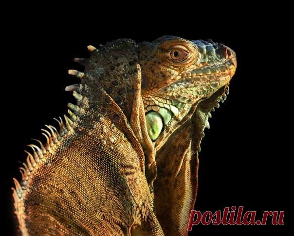 Пронзительный взгляд игуаны, снятой Олегом Богдановым. У него на странице ещё множество кадров с хвостатыми, пернатыми или клыкастыми животными – полистайте на досуге: nat-geo.ru/community/user/163720