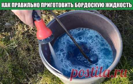 КАК ПРАВИЛЬНО ПРИГОТОВИТЬ БОРДОСКУЮ ЖИДКОСТЬ
В течение долгого времени дачники используют бордоскую жидкость как эффективное средство в борьбе с различными заболеваниями растений. Но оказывается не все знают, как правильно ее приготовить. В состав этого универсального средства входят два основных компонента — известь и медный купорос, разведенные в воде. Чтобы средство получилось хорошим и не принесло вреда, воспользуйтесь следующим планом действий:
1. Возьмите 2 ведра (ем...