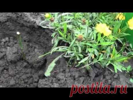 ▶ Как посадить розы из БУКЕТА черенками - YouTube