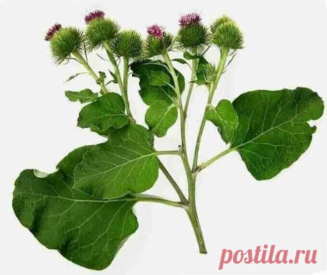 Однажды я читала лекцию и сказала: «Есть такой академик, который лечит все заболевания. Сидит в земле академик-лопух и ждет, когда его человек возьмет и будет им лечиться».