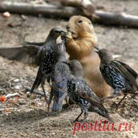 "Which one of these things does not belong?" Squirrel's got a lot cut out for him, raising 4 baby birds!