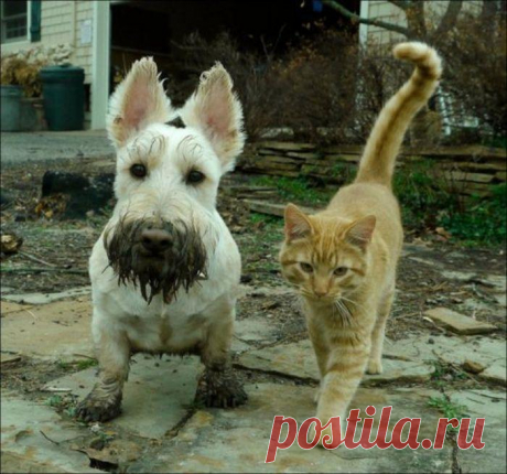 Котейки и пёсики