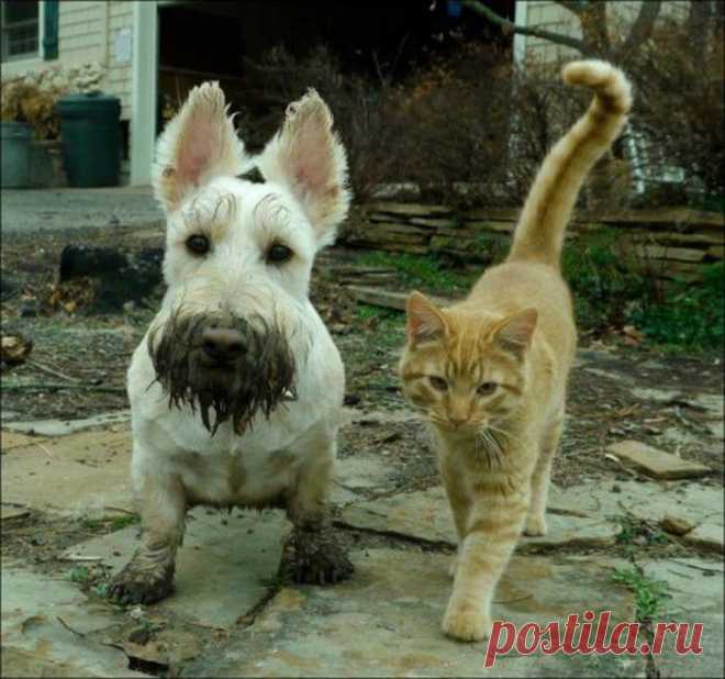 Котейки и пёсики