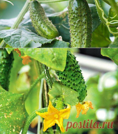 Агротехника выращивания огурцов – подготовка грунта, посадка и уход