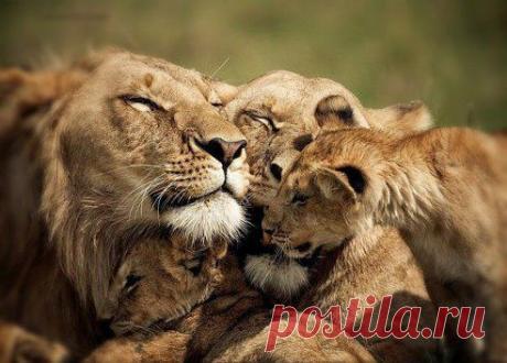 Семья - наивысшая ценность настоящего мужчины!