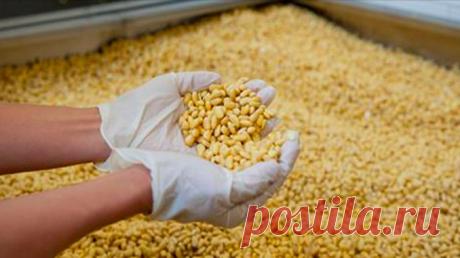 6 ПРОДУКТОВ, КОТОРЫЕ РАЗРУШАЮТ ЩИТОВИДНУЮ ЖЕЛЕЗУ КАЖДЫЙ ДЕНЬ