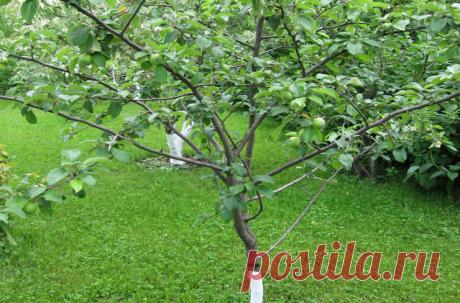 Обман при покупке саженцев