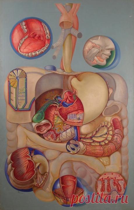 Причины появления болей в желудке после еды Современный ритм жизни зачастую становится причиной того, что человеку некогда отдохнуть и нормально поесть в течение рабочего дня. В результате этого на завтрак — чашка кофе, на обед — фаст-фуд, а на ужин – все, что находится в холодильнике.