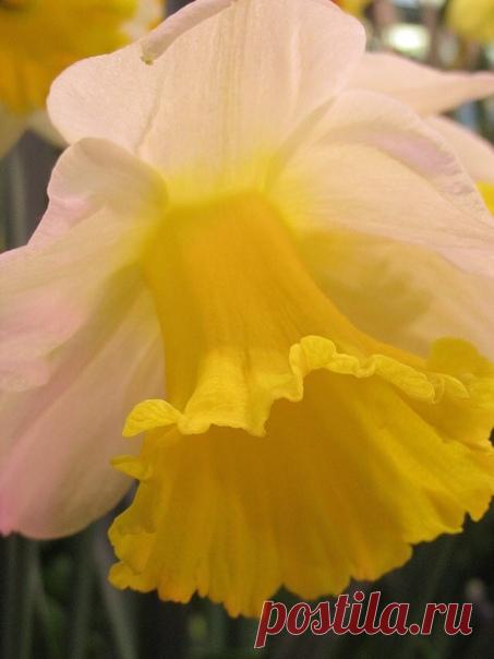 Вглубь заглянули немые цветы,- Поняли, поняли свет Красоты! С чистою грезой цветок обручается, Грезу любя, он со Смертью венчается. Миг,- и от счастия гаснут цветы,- Как они поняли свет Красоты! Константин Бальмонт, "Цветы нарцисса"