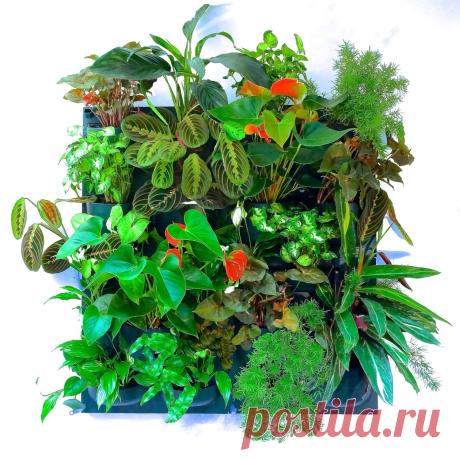 Фитокартина