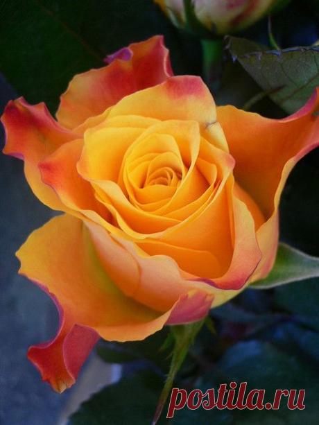 ~ Marie clare rose by Luigi Strano ~
flickr от Luigi Strano | Pinterest: инструмент для поиска и хранения интересных идей