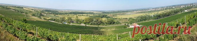 Дабы доказать, что Винодельческое предприятие СП «Айсберг» ЛТД производит свою продукцию с настоящих элитных сортов винограда, мой приятель сделал мне экскурсию на виноградные плантации. Увиденное меня поразило. Ухоженные ряды винограда раскинулись, как мне показалось, по всему Береговскому холмогорью. До самого горизонта. Посмотрите на эту красоту!