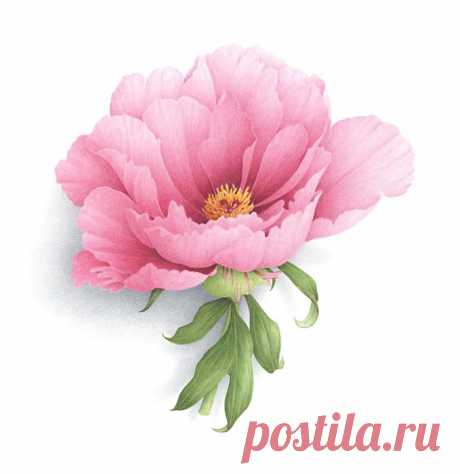 Коллекция картинок: Vincent Jeannerot 2