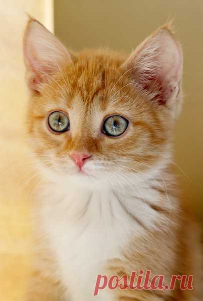 Секрет кисы | Я и дача | Яндекс Дзен