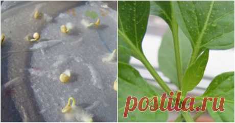 Перец чили в домашних условиях