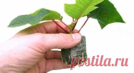 УНИКАЛЬНЫЕ СВОЙСТВА "КОКОСОВЫХ ТАБЛЕТОК".
Кокосовые таблетки — идеальный субстрат для сельскохозяйственных культур, выращиваемых в условиях стресса и требующих большого содержания кислорода в почве.
Уровень кислорода — важный фактор, влияющий на жизнь растения. 
Воздух необходим для прорастания семян, дыхания корней. Кислород участвует в реакциях окисления минеральных и органических веществ. 
При недостатке кислорода образуются токсичные соединения, снижается количество доступных питательны