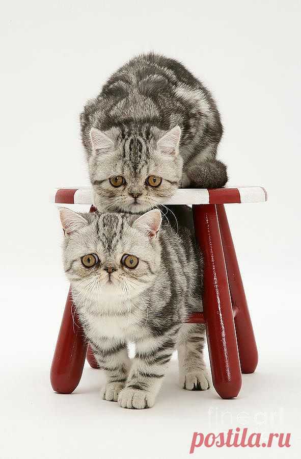Kittens And Stool Photograph by Jane Burton - Kittens And Stool Fine Art Prints and Posters for Sale