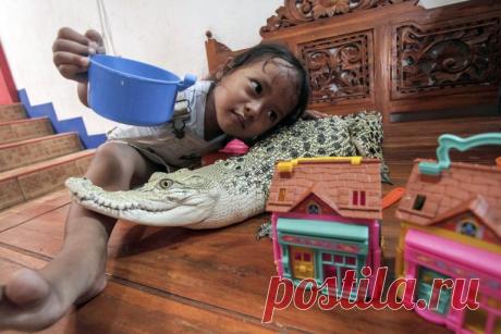 Крокодил в качестве любимца: родители вместо кошки и собаки купили своей маленькой дочери настоящего крокодила . Милая Я