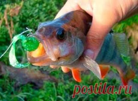 Рыбалка видео: Ловля окуня на отводной поводок