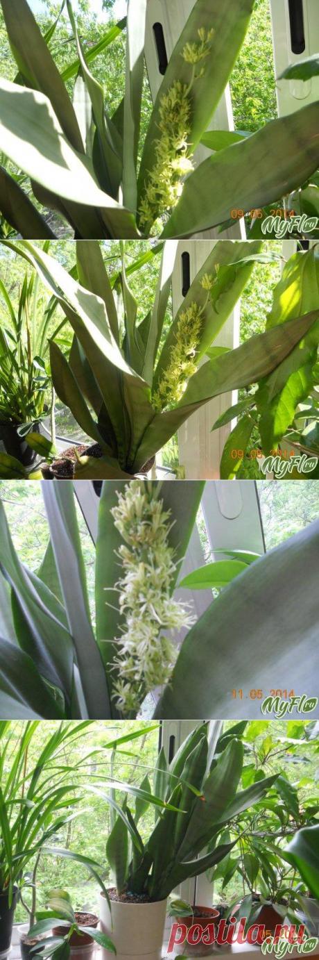Такая ароматная Сансевиерия | САД НА ПОДОКОННИКЕ