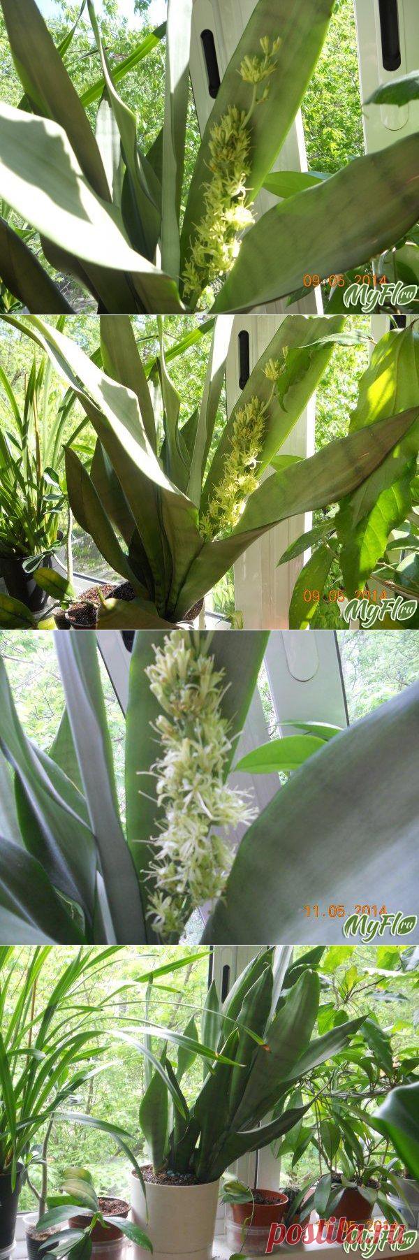 Такая ароматная Сансевиерия | САД НА ПОДОКОННИКЕ