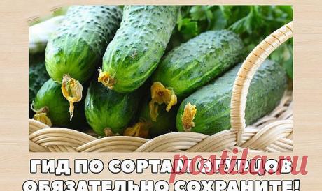 Гид по сортам огурцов. — Полезные советы