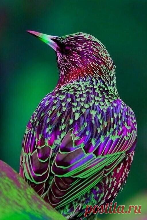 Самые красивые птицы мира